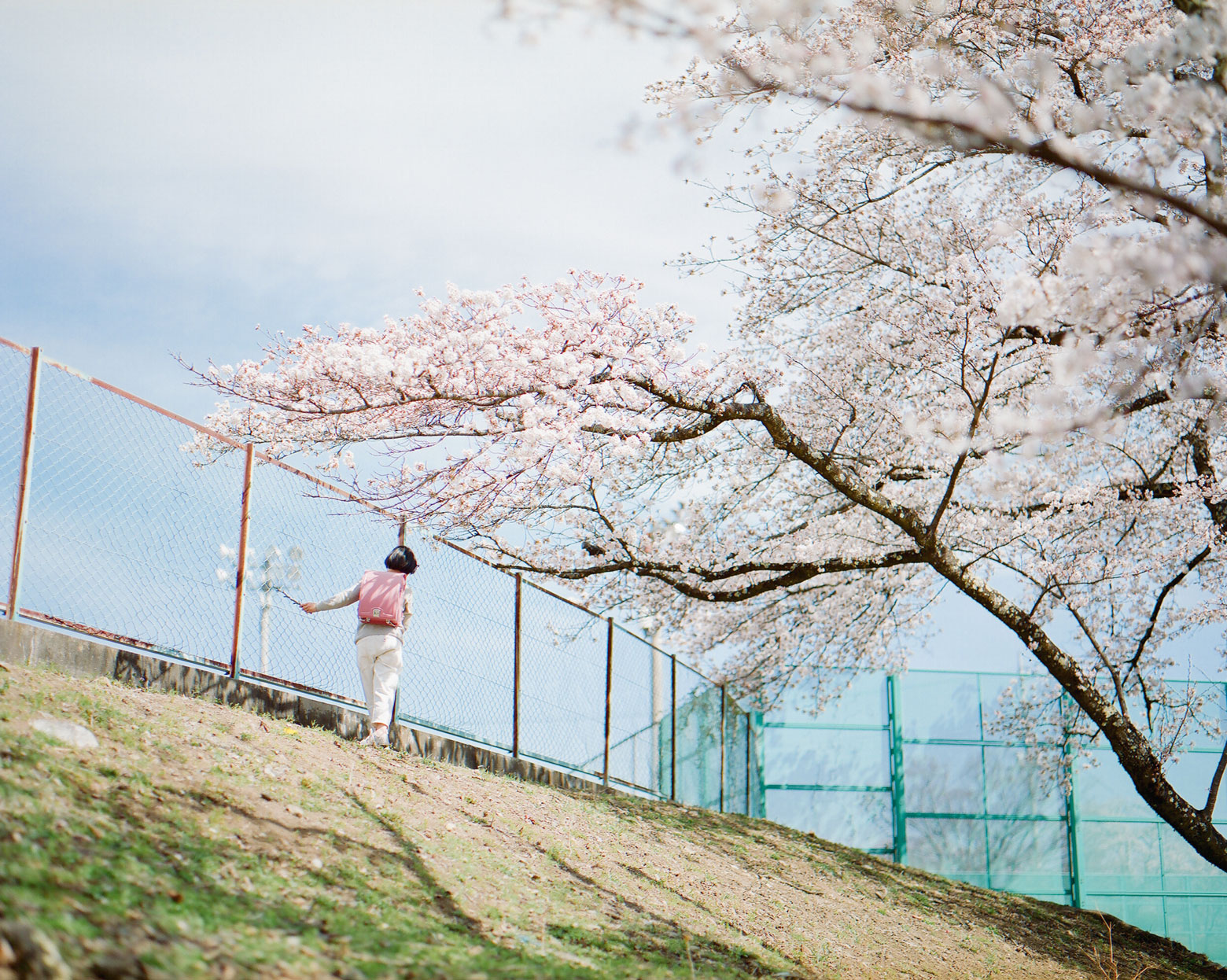 atara_sakura 道草 MICHIKUSA 軽くて、本革。アタラのランドセル