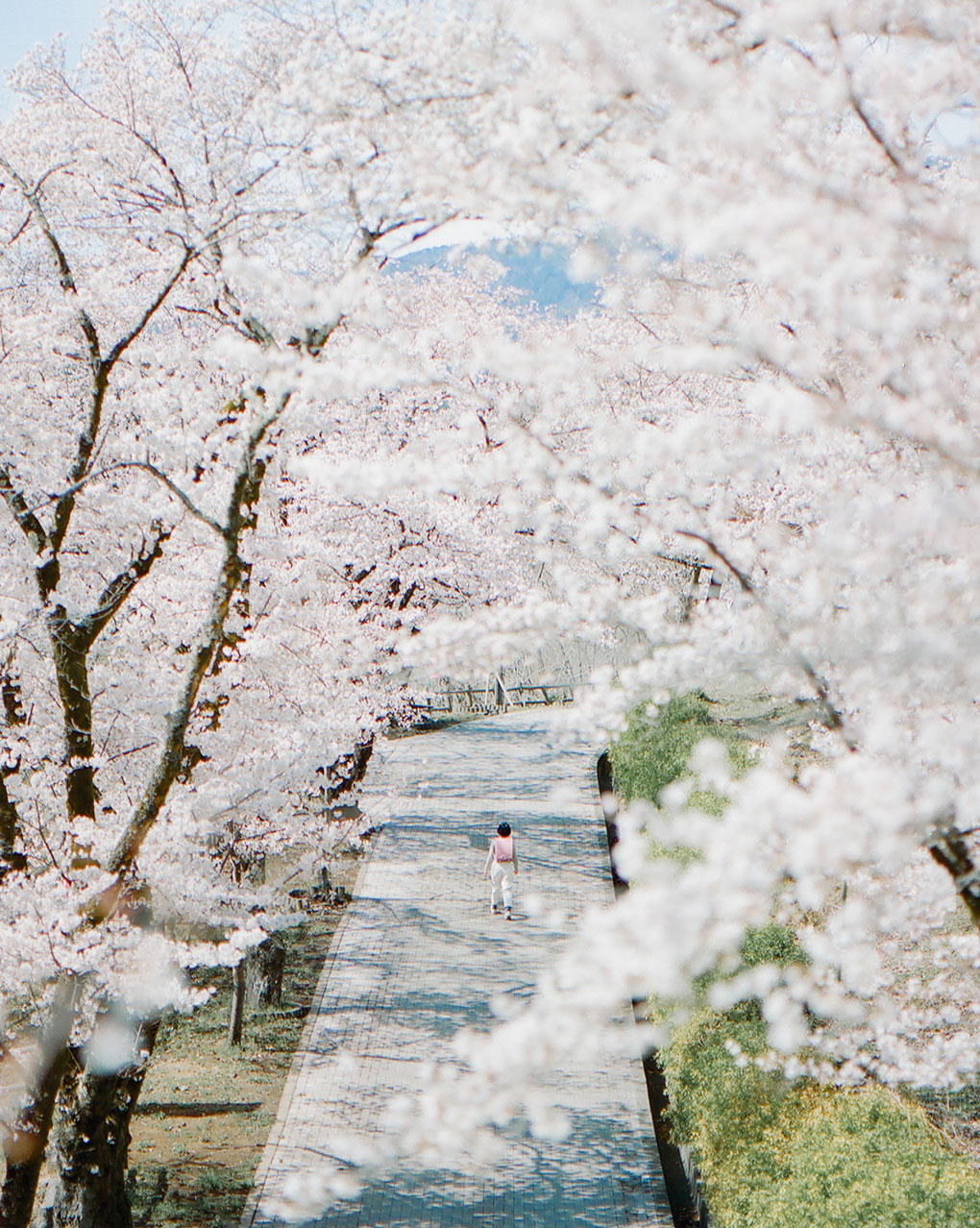 atara_sakura 道草 MICHIKUSA 軽くて、本革。アタラのランドセル